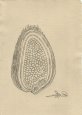 hatching